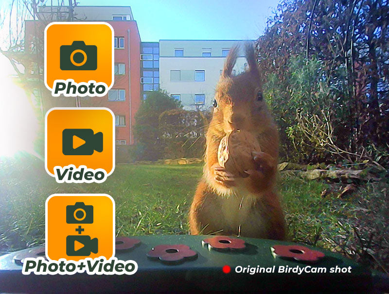 BirdyCam ptičja krmilnica s kamero - EASYPIX10123